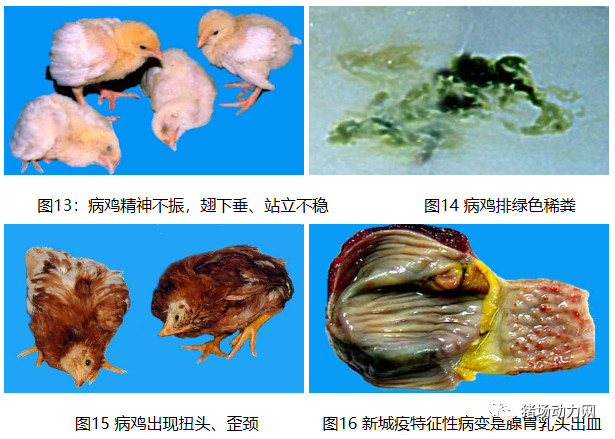 2024新澳门原料网站