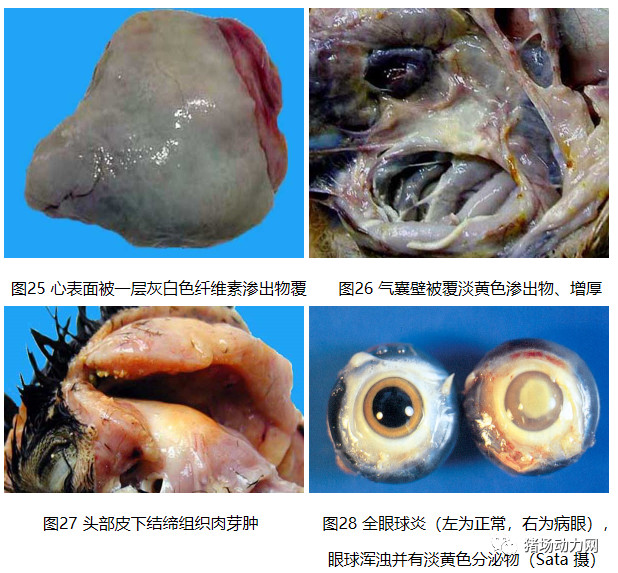 2024新澳门原料网站