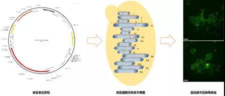 2024新澳门原料网站